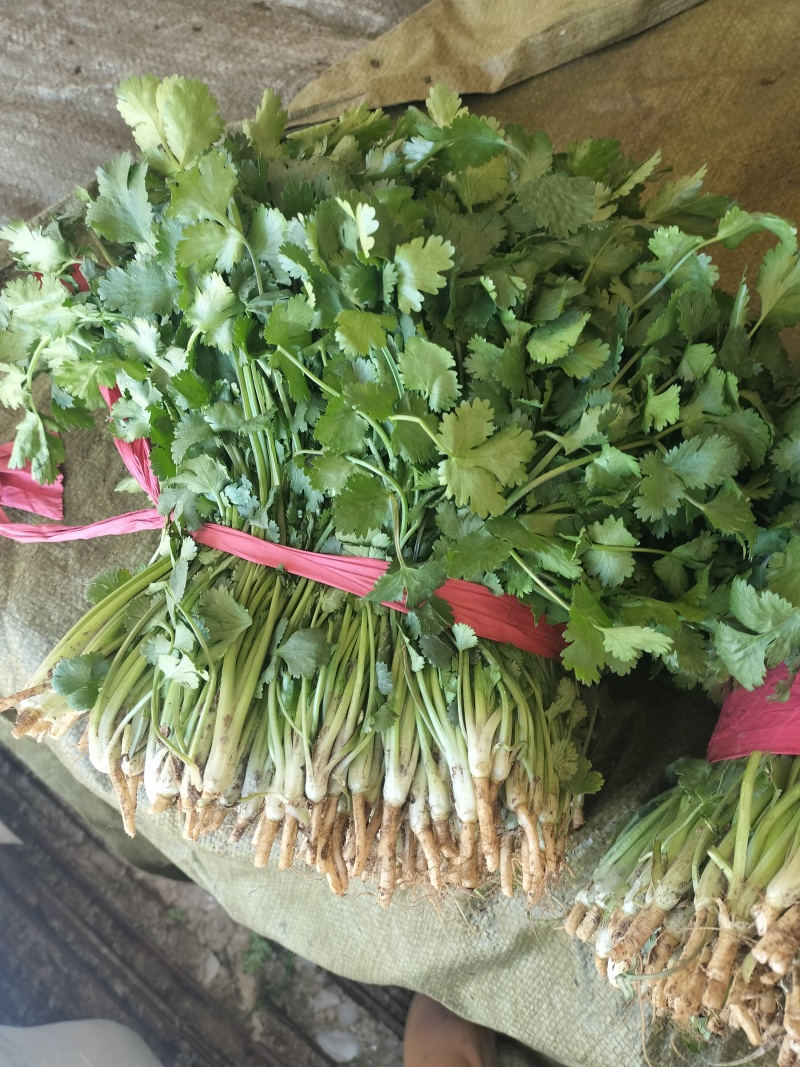 大叶香菜，发，新疆九鼎，重庆，城都，陕西，河北，东北