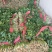 大叶香菜，发，新疆九鼎，重庆，城都，陕西，河北，东北