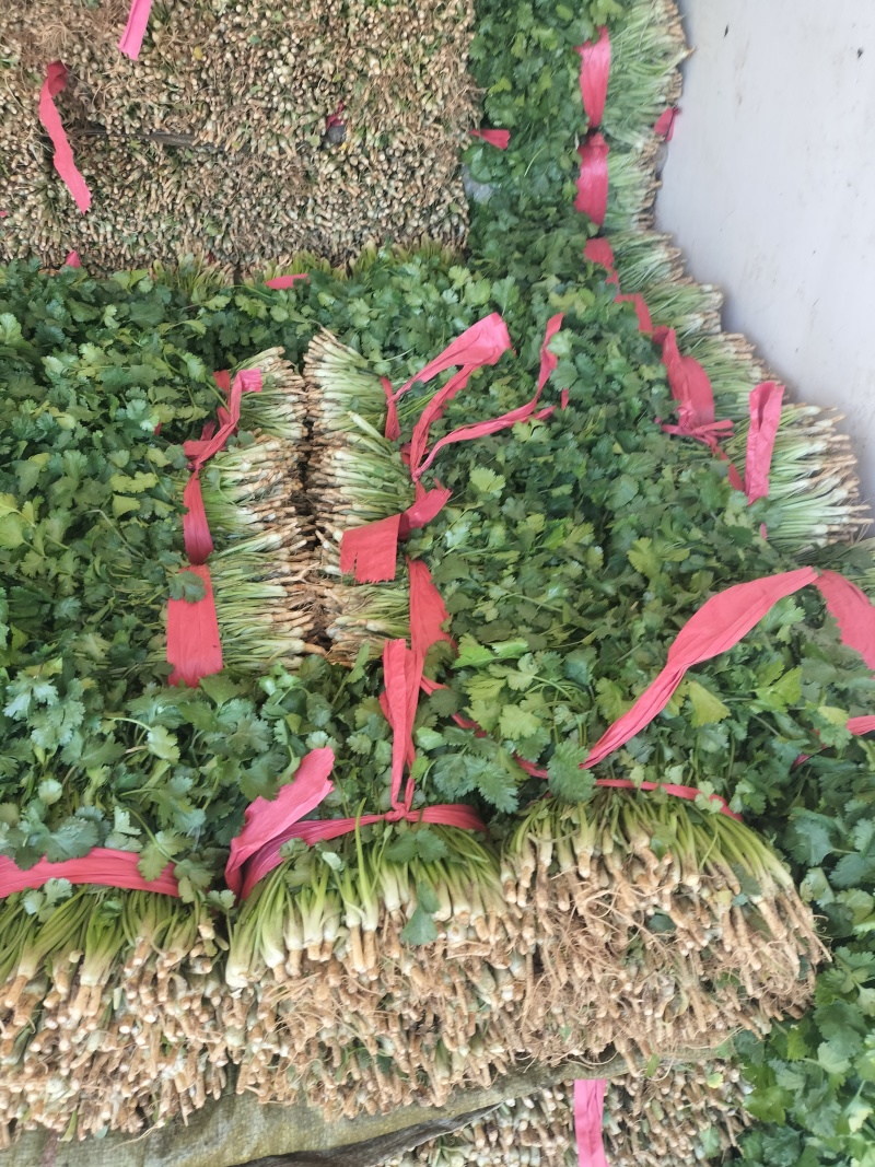 大叶香菜，发，新疆九鼎，重庆，城都，陕西，河北，东北