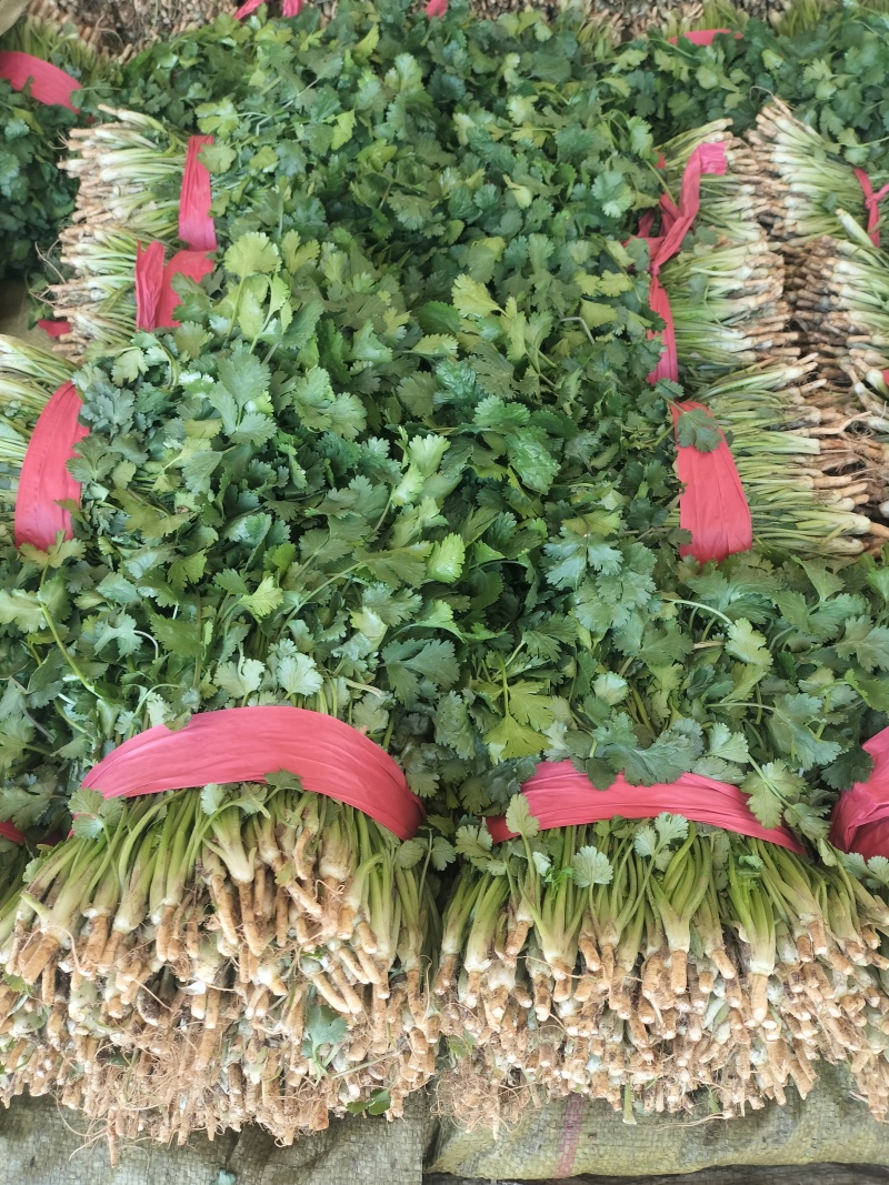 大叶香菜，发，新疆九鼎，重庆，城都，陕西，河北，东北