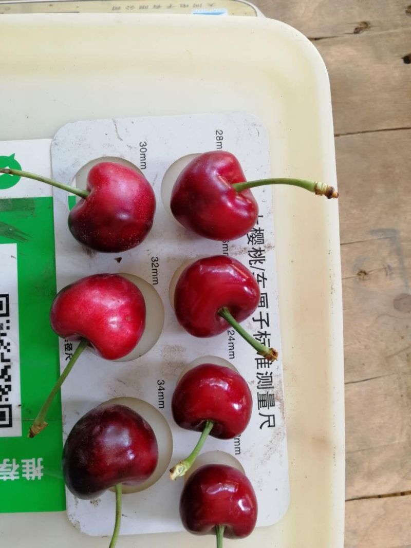 甘肃天水大樱桃基地，大量上市，品质保证，价格美丽