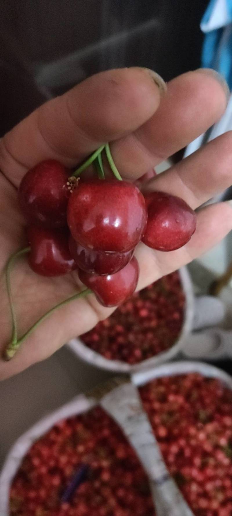 甘肃天水大樱桃基地，大量上市，品质保证，价格美丽