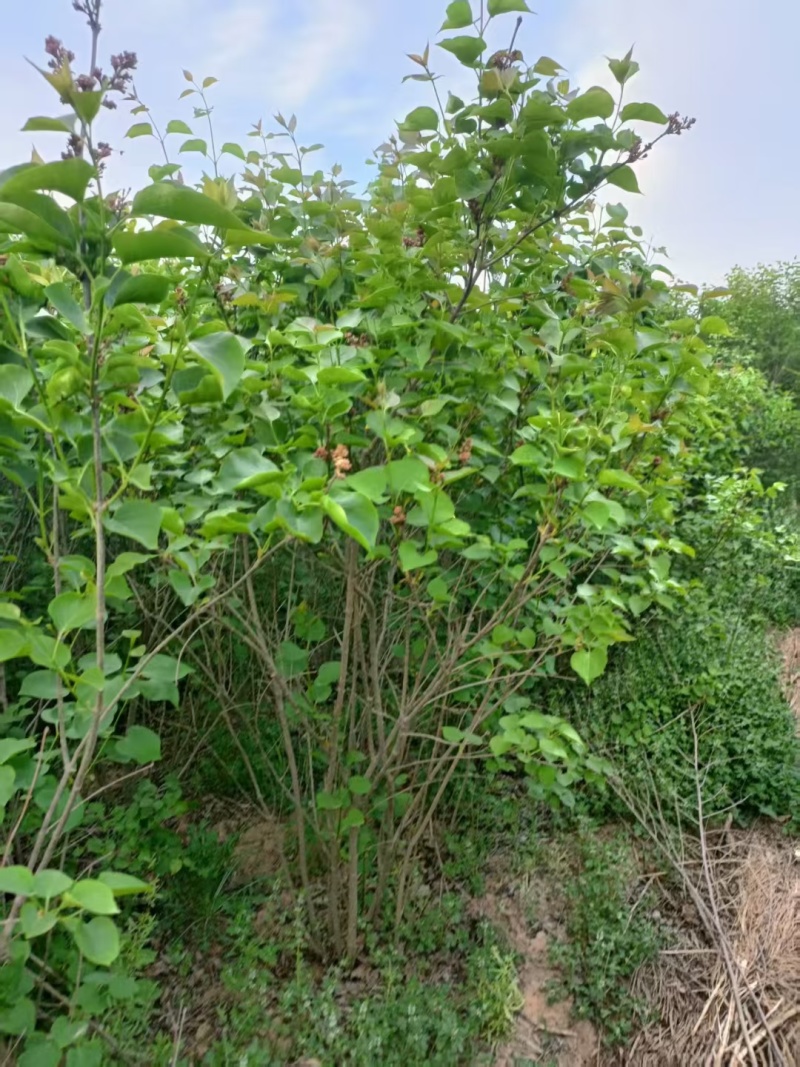 批发定香花，定香工程苗，紫丁香，大叶丁香，小叶丁香