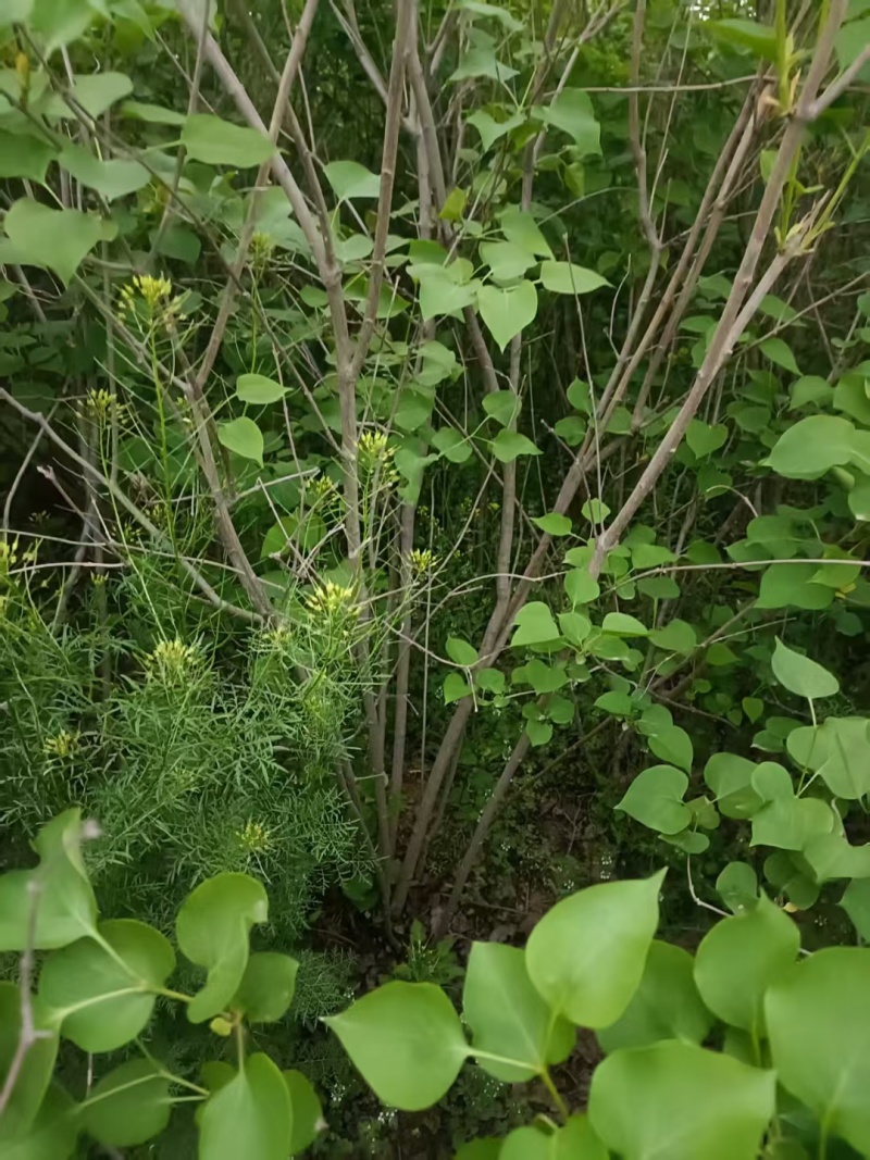 批发定香花，定香工程苗，紫丁香，大叶丁香，小叶丁香