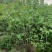批发定香花，定香工程苗，紫丁香，大叶丁香，小叶丁香
