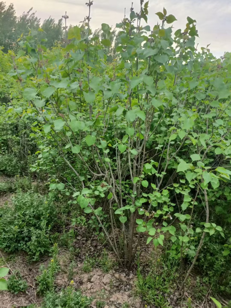 批发定香花，定香工程苗，紫丁香，大叶丁香，小叶丁香