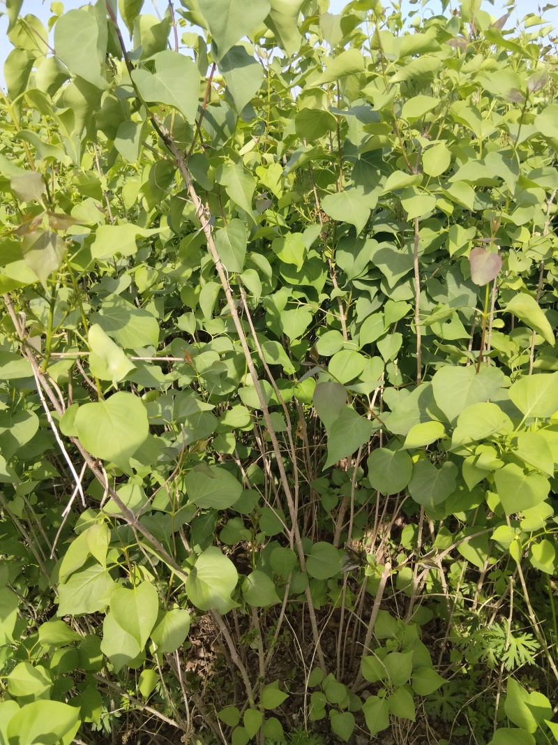 批发定香花，定香工程苗，紫丁香，大叶丁香，小叶丁香