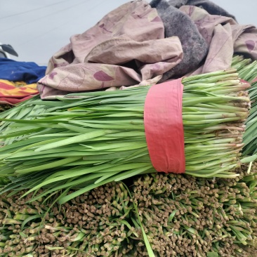大叶韭菜，发，陕西，河北，山东，东北