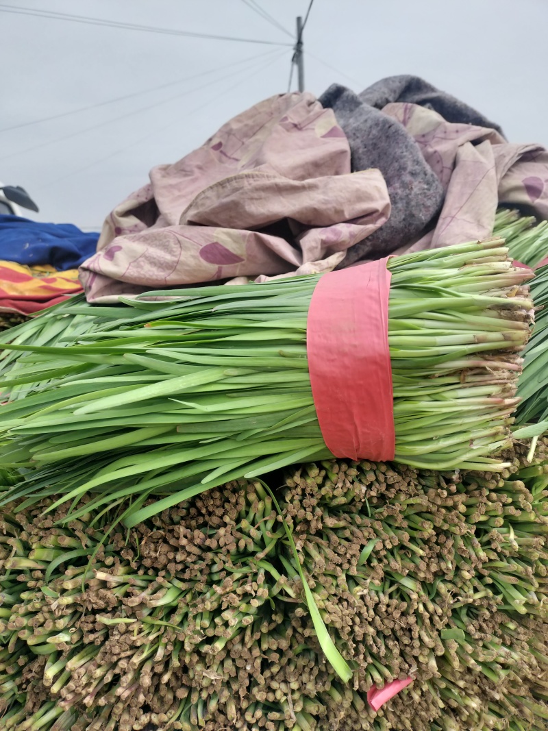大叶韭菜，发，陕西，河北，山东，东北