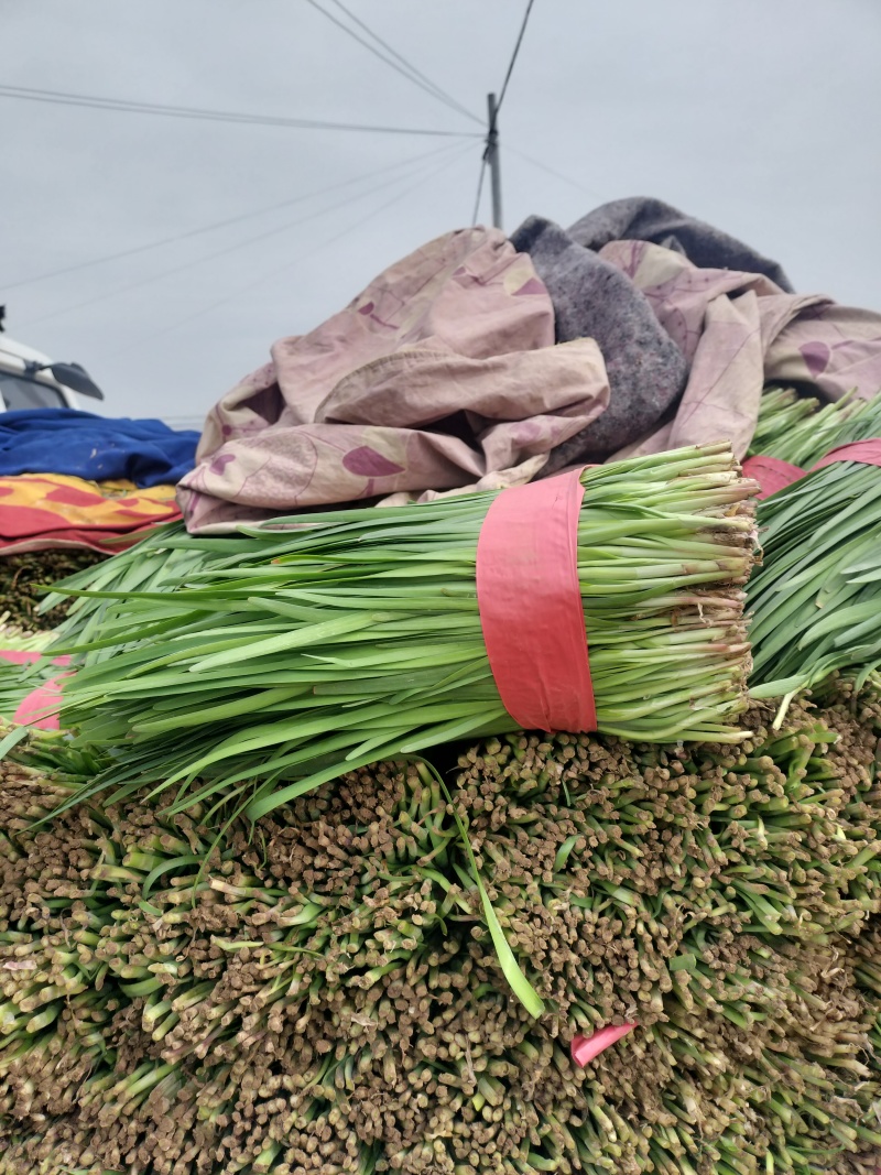 大叶韭菜，发，陕西，河北，山东，东北