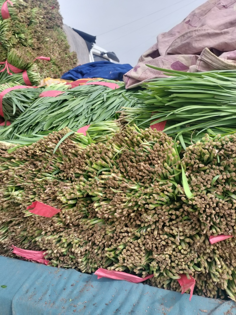 大叶韭菜，发，陕西，河北，山东，东北