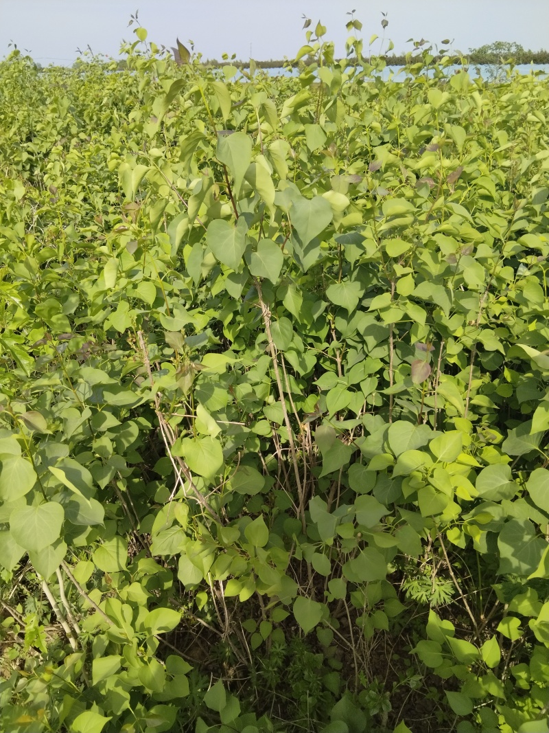 批发定香花，定香工程苗，紫丁香，大叶丁香，小叶丁香