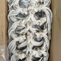 机洗鱿鱼头17斤310/件，运费自理