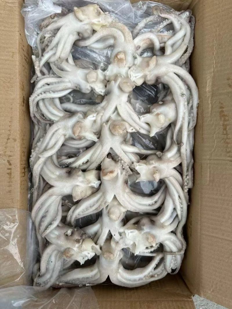 机洗鱿鱼头17斤310/件，运费自理