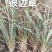 山管兰排骨草银边草地苗大量***********