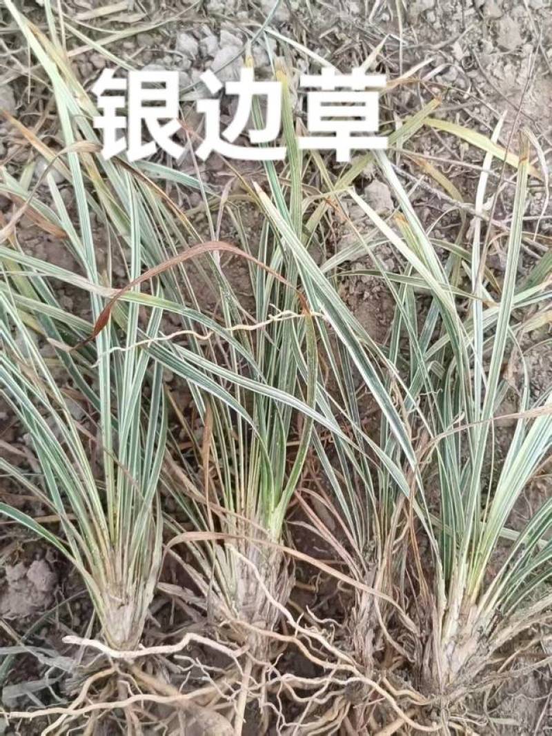 山管兰排骨草银边草地苗大量***********
