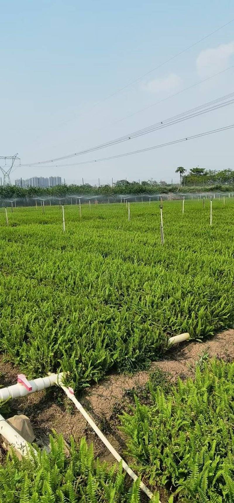山管兰排骨草银边草地苗大量***********