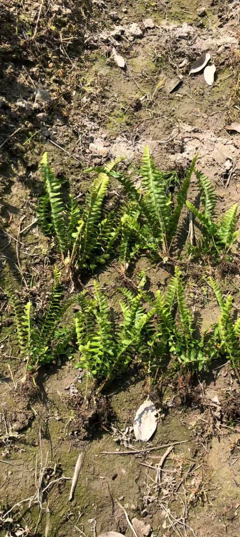 山管兰排骨草银边草地苗大量***********