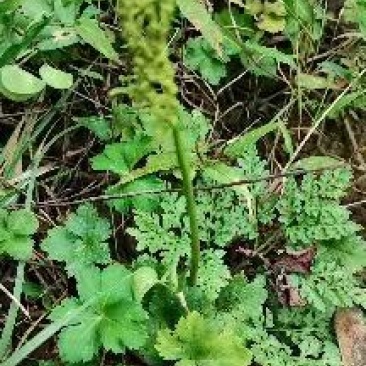大别山野生阴地蕨，一朵云小春花蛇不见
