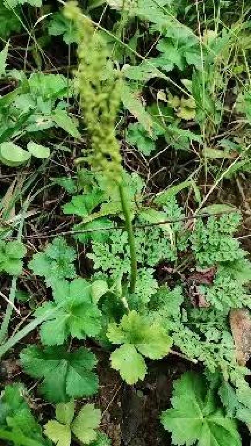 大别山野生阴地蕨，一朵云小春花蛇不见
