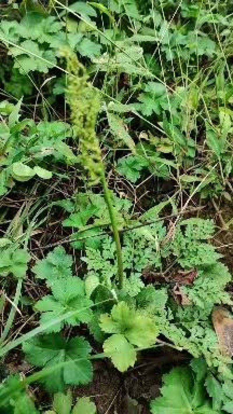 大别山野生阴地蕨，一朵云小春花蛇不见