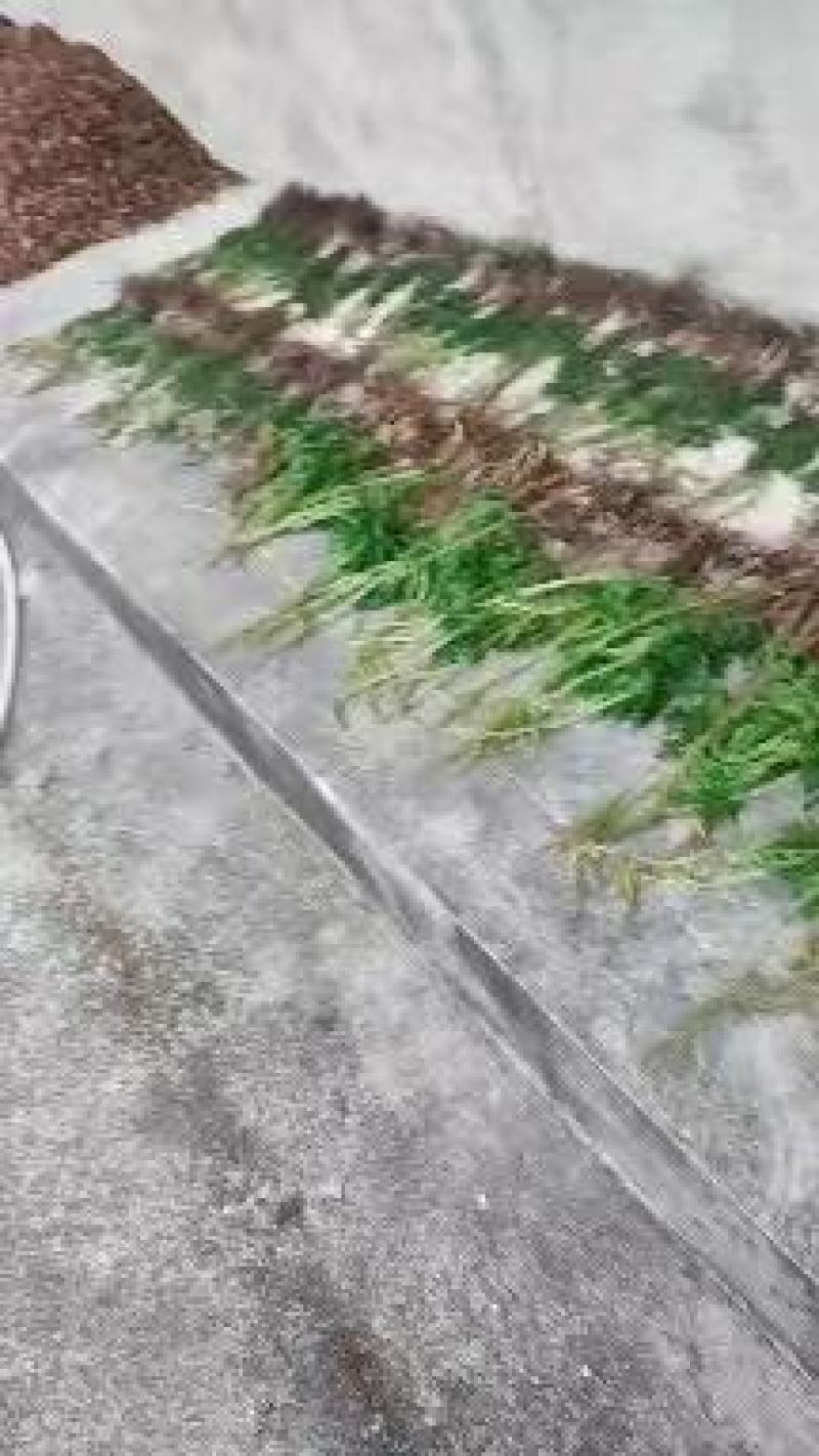 大别山野生阴地蕨，一朵云小春花蛇不见