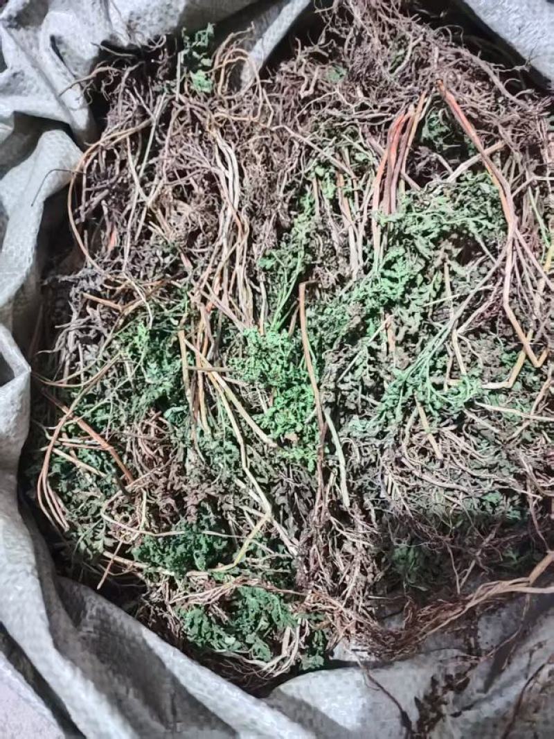 大别山野生阴地蕨，一朵云小春花蛇不见
