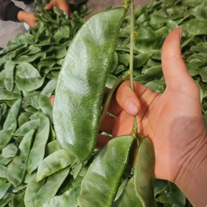 山东眉豆猪耳朵扁豆产地直发货源充一手货源对接各大商