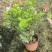 横县茉莉花盆栽带苞发货原产地直销