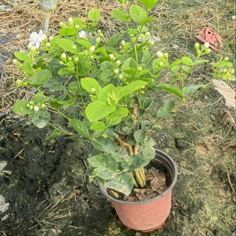 横县茉莉花盆栽带苞发货原产地直销