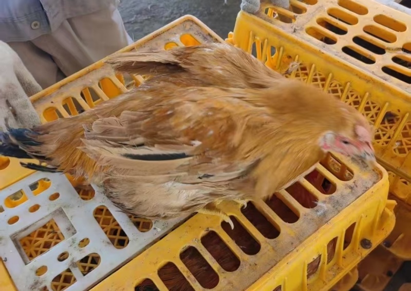 混批活鸡尾货，公母阉不挑装，适合屠宰