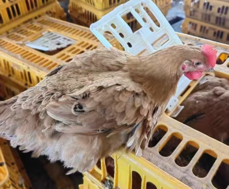 混批活鸡尾货，公母阉不挑装，适合屠宰