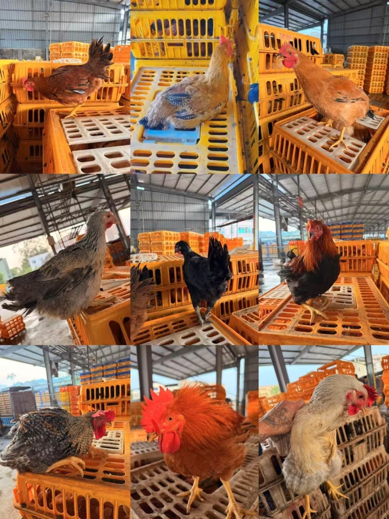 混批活鸡尾货，公母阉不挑装，适合屠宰