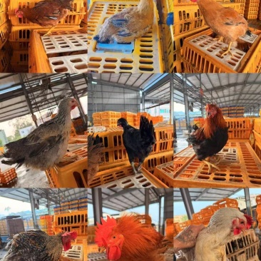 混批活鸡尾货，公母阉不挑装，适合屠宰
