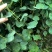 宫粉紫荆绿化苗木宫粉紫荆基地直供量大优惠