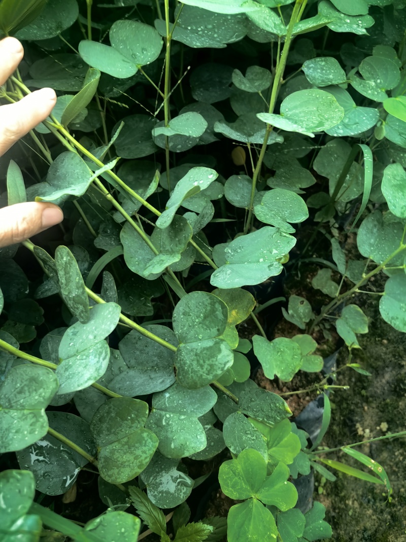 宫粉紫荆绿化苗木宫粉紫荆基地直供量大优惠