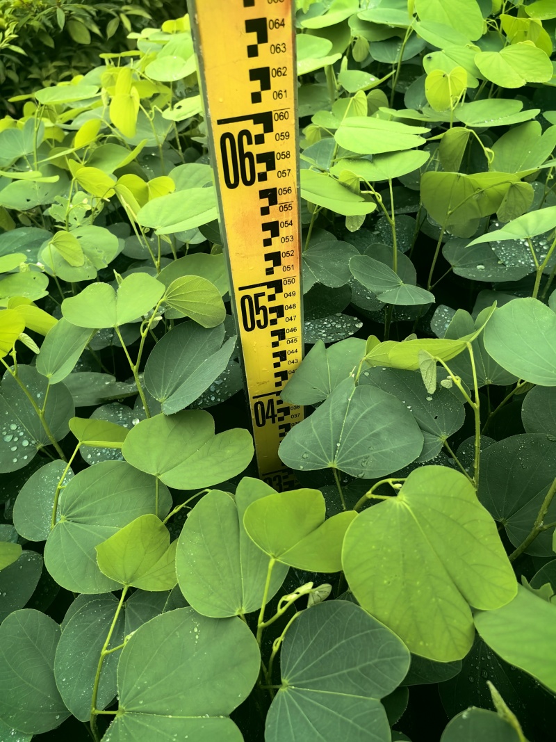 宫粉紫荆绿化苗木宫粉紫荆基地直供量大优惠