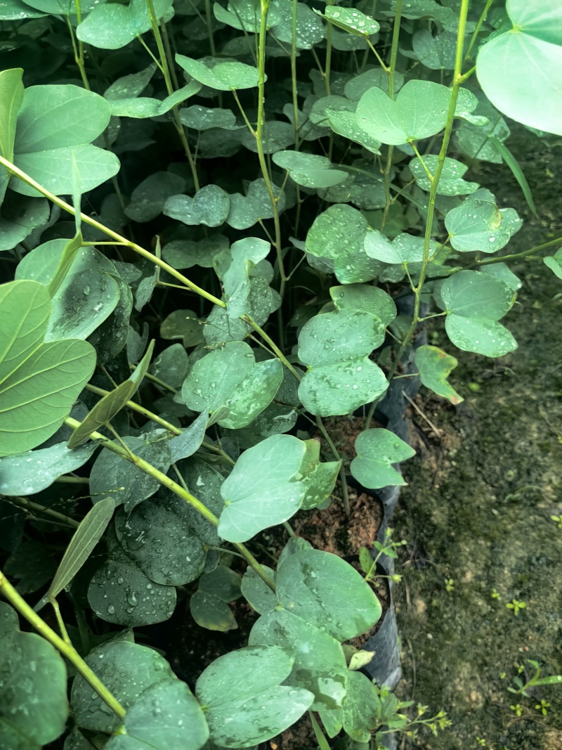 宫粉紫荆绿化苗木宫粉紫荆基地直供量大优惠