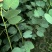 宫粉紫荆绿化苗木宫粉紫荆基地直供量大优惠