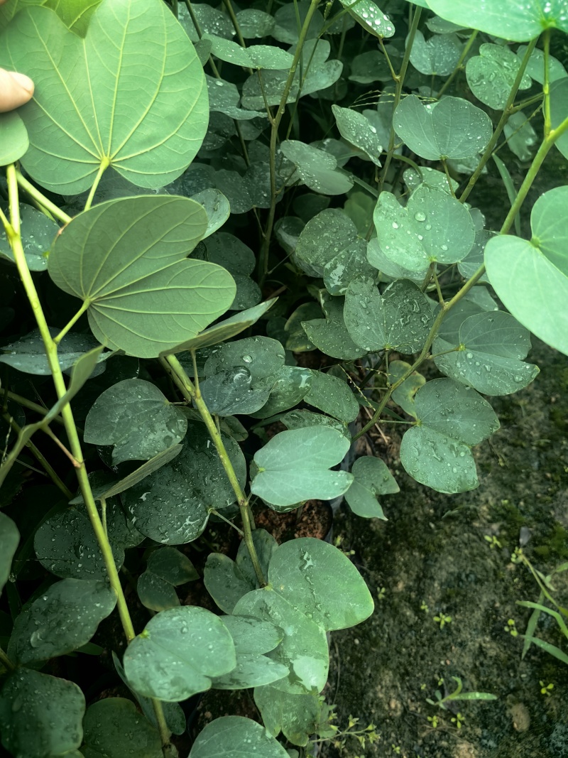 宫粉紫荆绿化苗木宫粉紫荆基地直供量大优惠