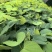 宫粉紫荆绿化苗木宫粉紫荆基地直供量大优惠