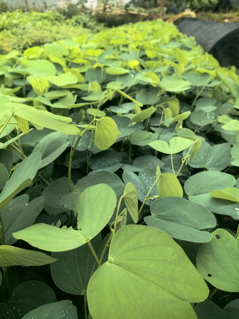 宫粉紫荆绿化苗木宫粉紫荆基地直供量大优惠