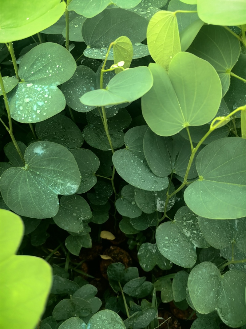 宫粉紫荆绿化苗木宫粉紫荆基地直供量大优惠