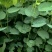 宫粉紫荆绿化苗木宫粉紫荆基地直供量大优惠