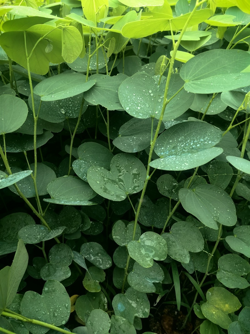 宫粉紫荆绿化苗木宫粉紫荆基地直供量大优惠