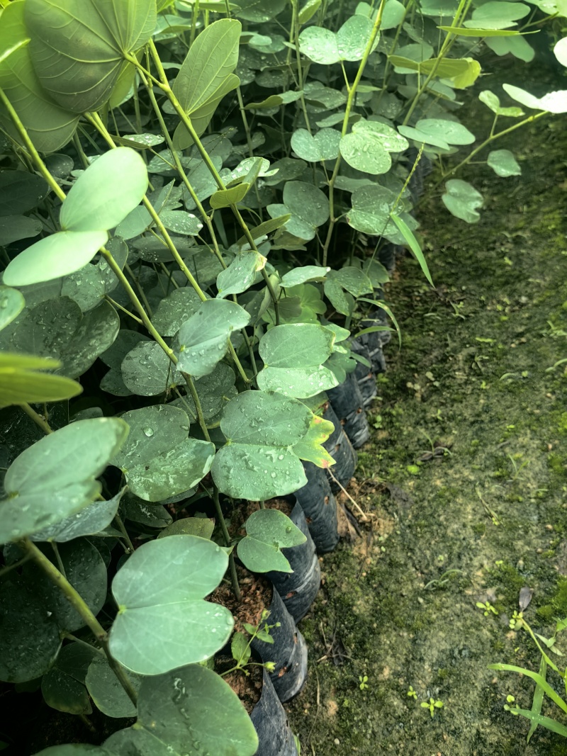 宫粉紫荆绿化苗木宫粉紫荆基地直供量大优惠