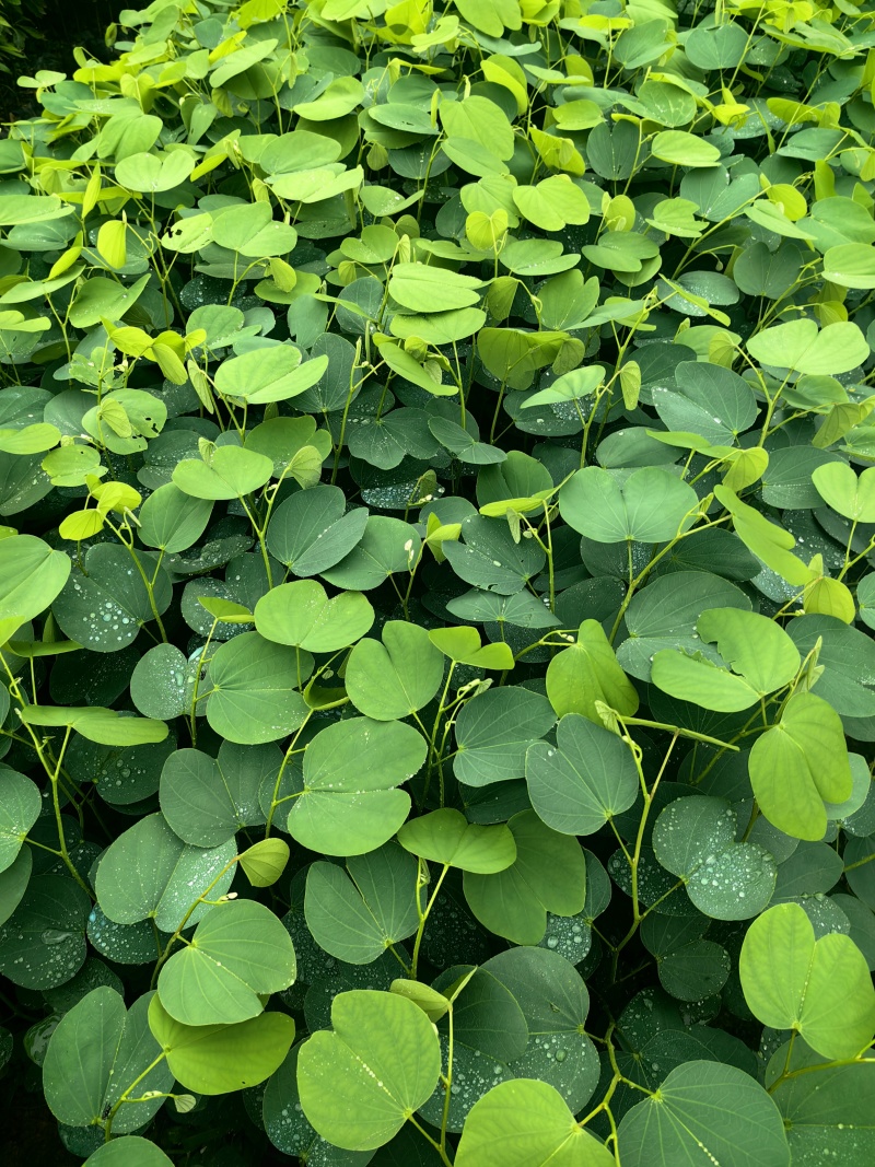 宫粉紫荆绿化苗木宫粉紫荆基地直供量大优惠
