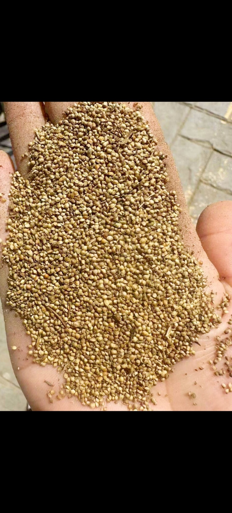 猫爪草籽子纯手工采摘