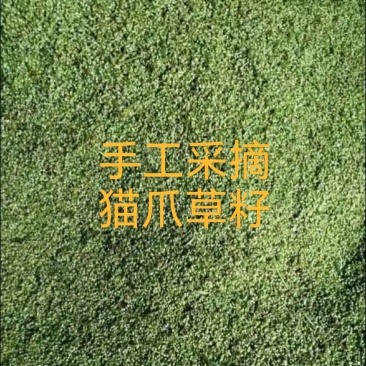 猫爪草籽子纯手工采摘