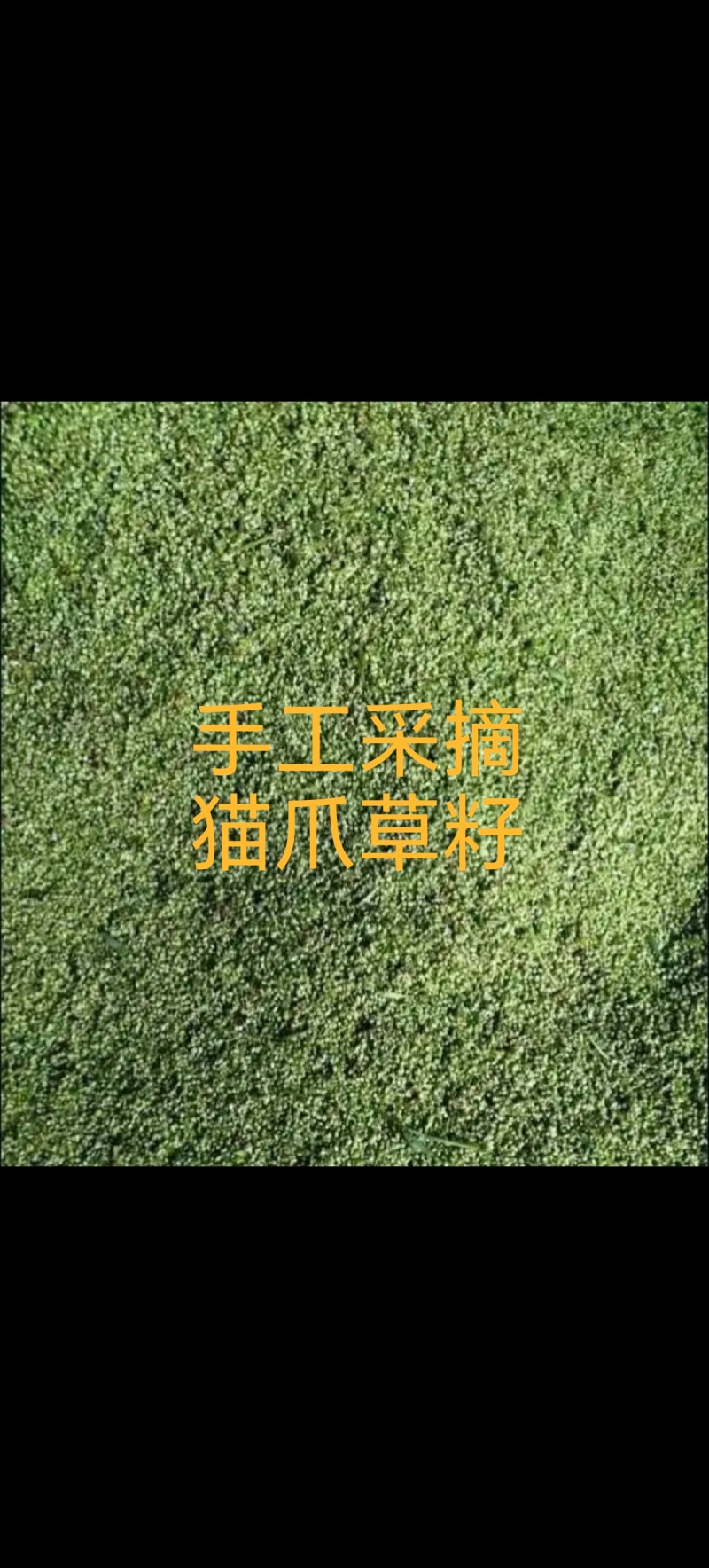猫爪草籽子纯手工采摘
